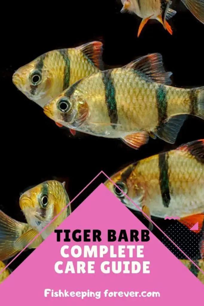 tiger barbs
