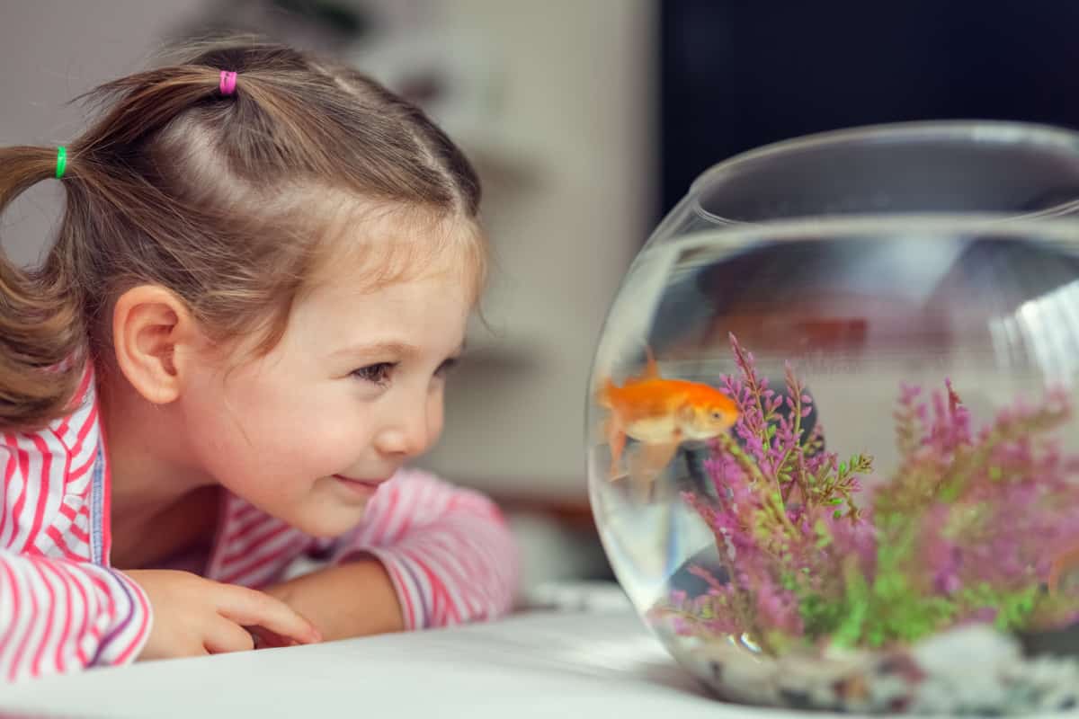girl looking at a goldfish