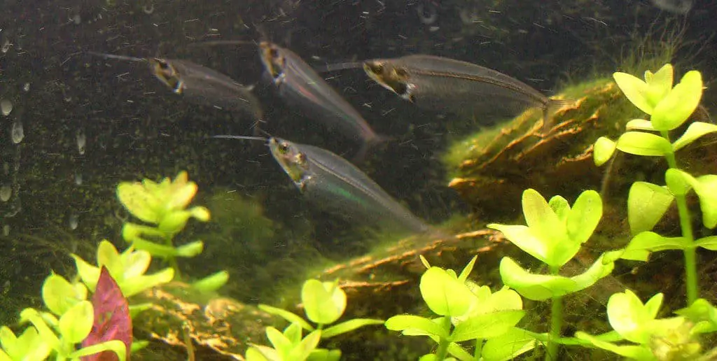 group pf glass catfish