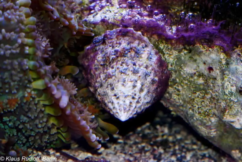 banded trochus snail