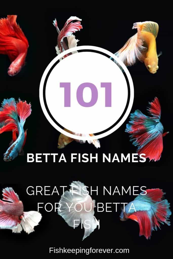 betta