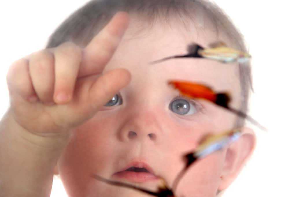 young child looking at tropical fish