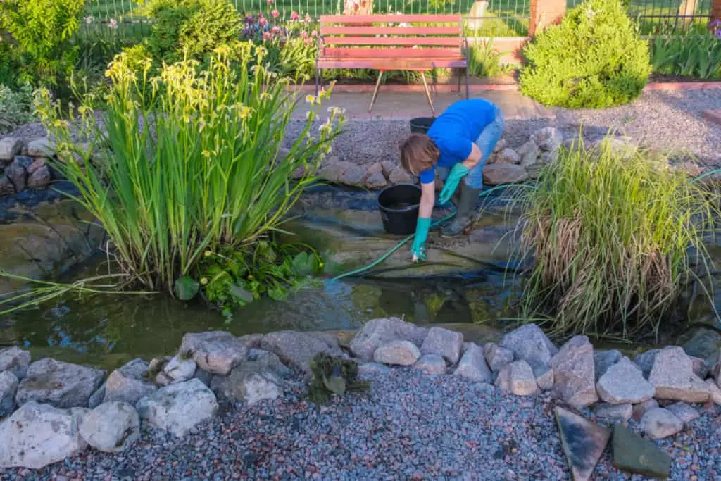 cleaning a fish pond