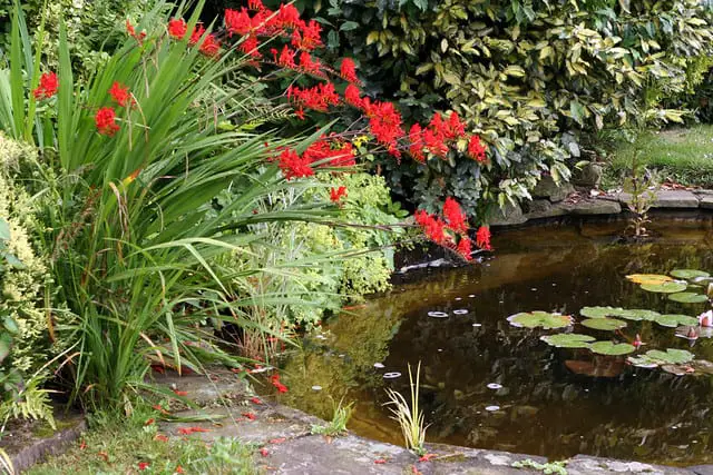 garden pond