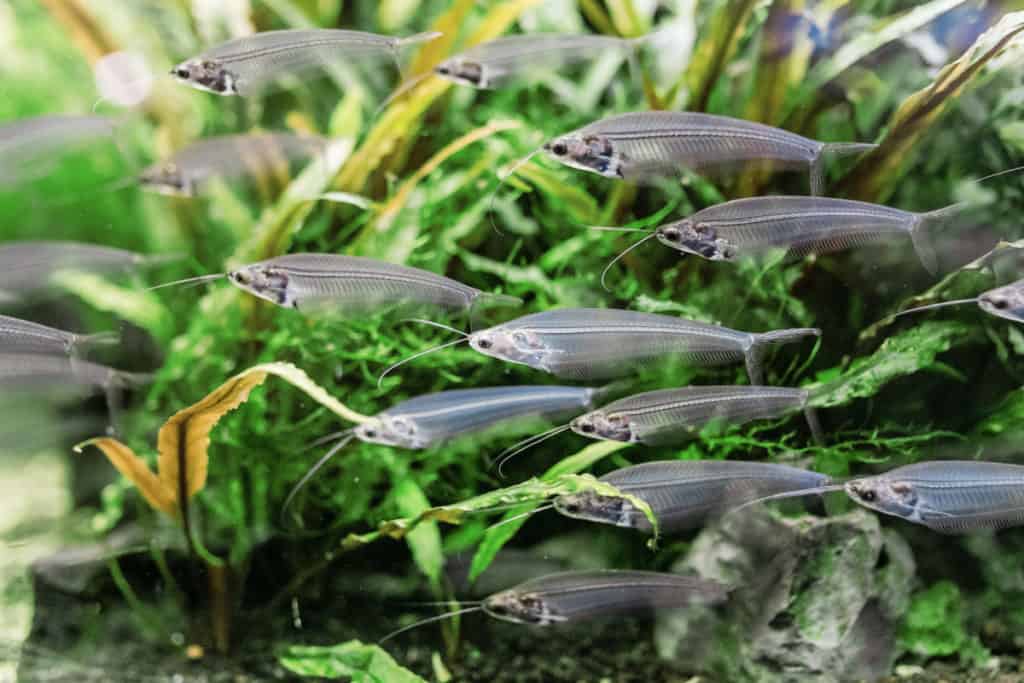 group of glass catfish