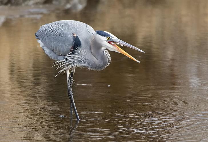 heron eating fish