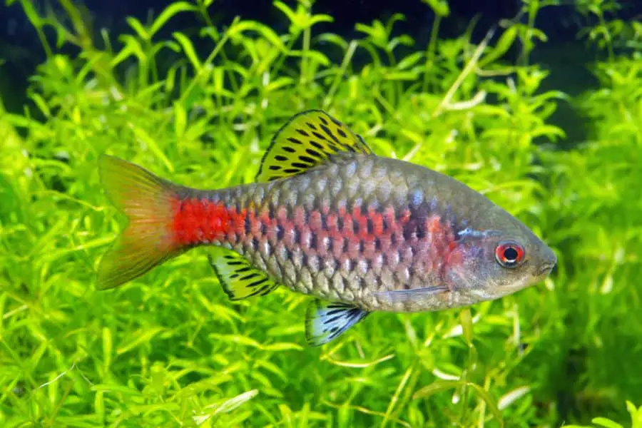 Odessa Barb: Diet | Breeding | Feeding | Cost | Lifespan – Fishkeeping ...