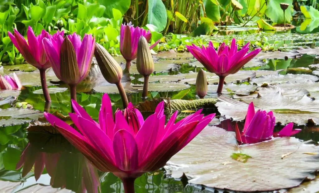 fish pond plants