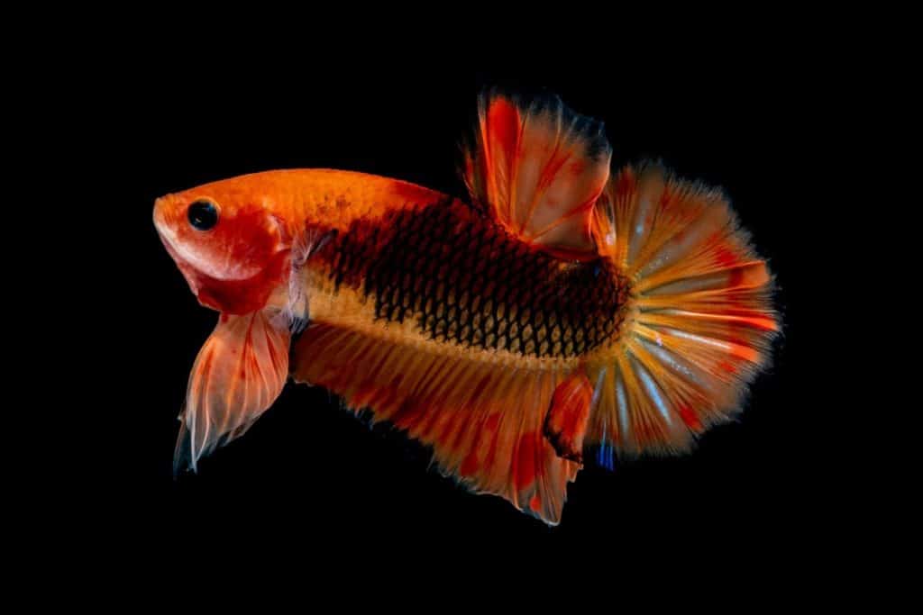 red betta fish