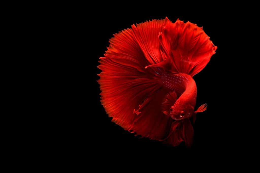 A stunning Betta fish