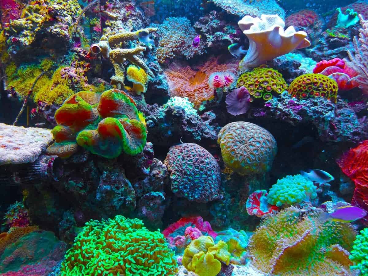 reef aquarium