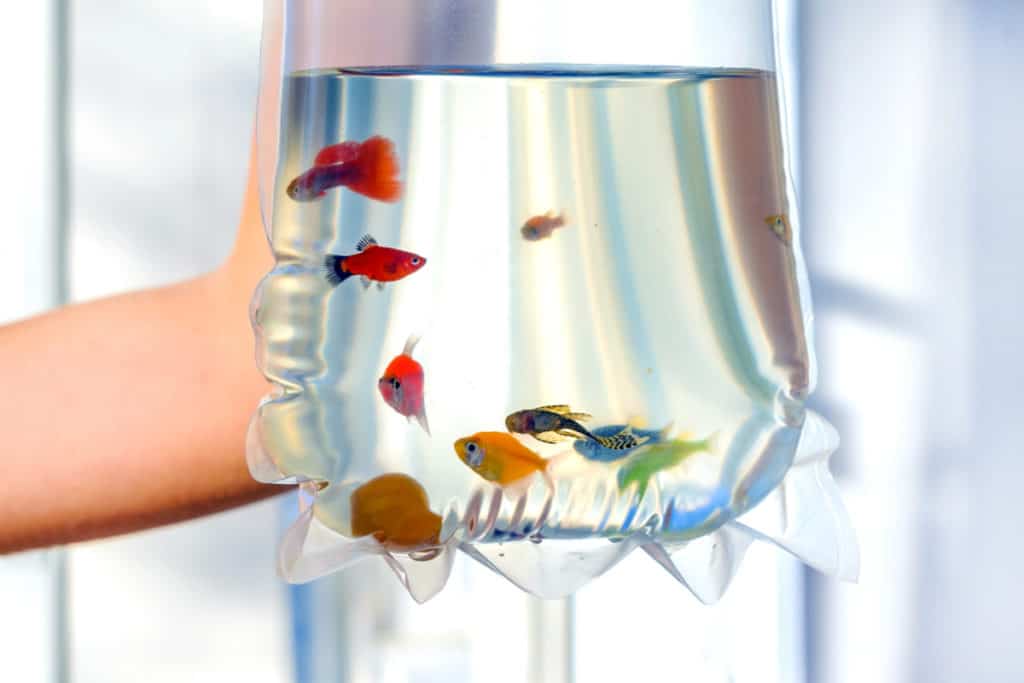 places to get a pet fish near me