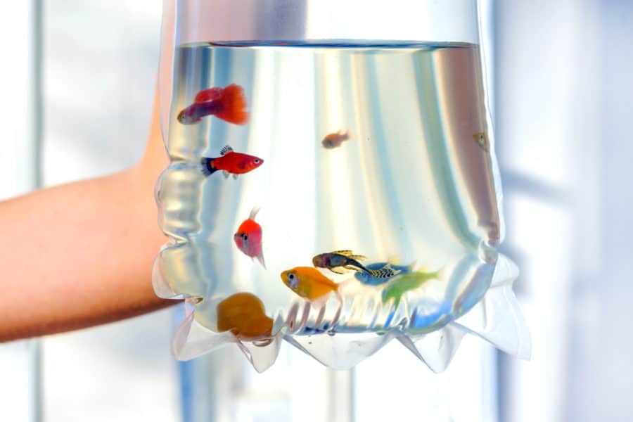 Where To Buy Your First Pet Fish Some have Guarantees! Fishkeeping