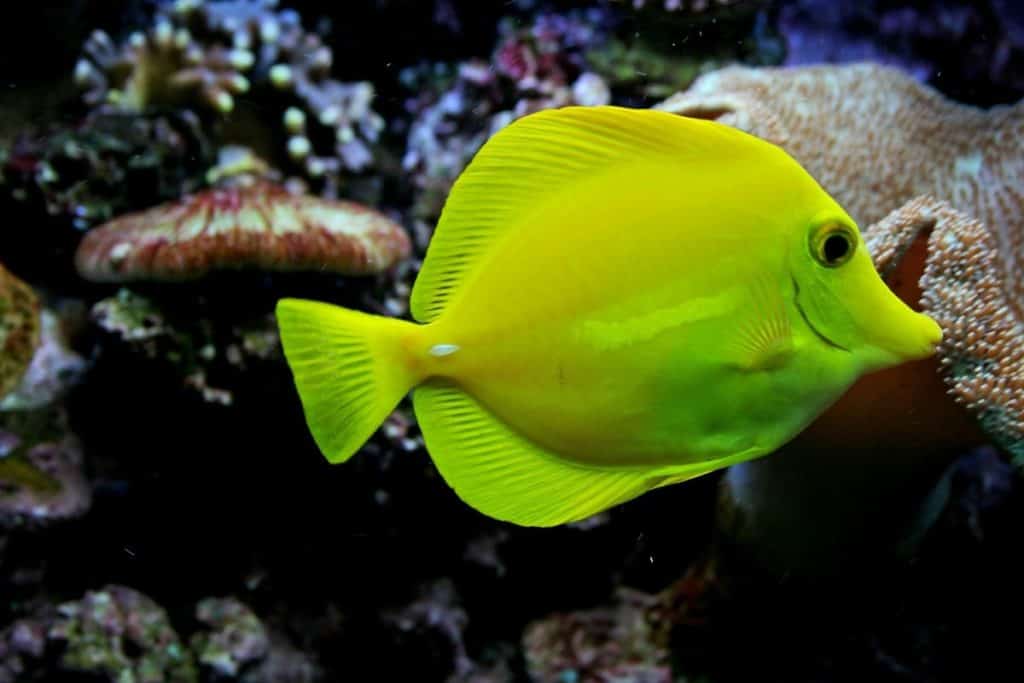 yellow tang