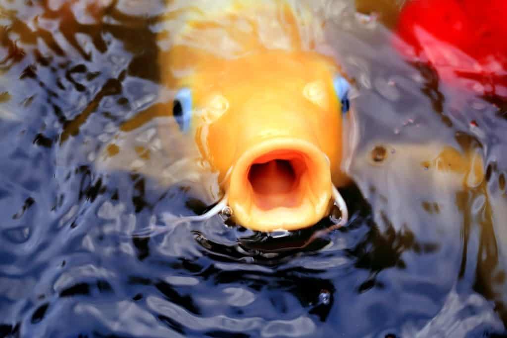 How Deep Should A Pond Be For Koi Fish?