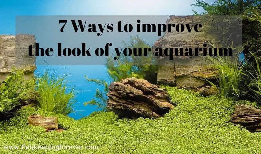 7 Ways to improve the look of your aquarium