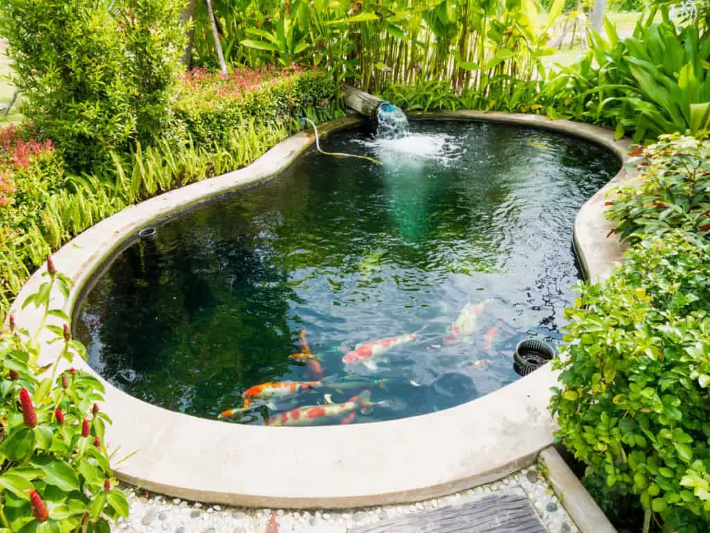 garden pond - Goldfish lifespan