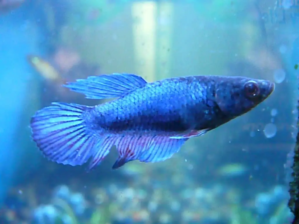 female betta