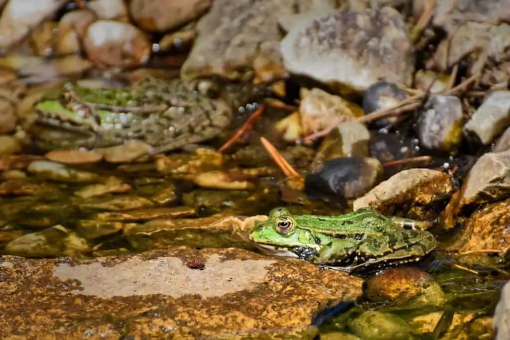 frog in a pond