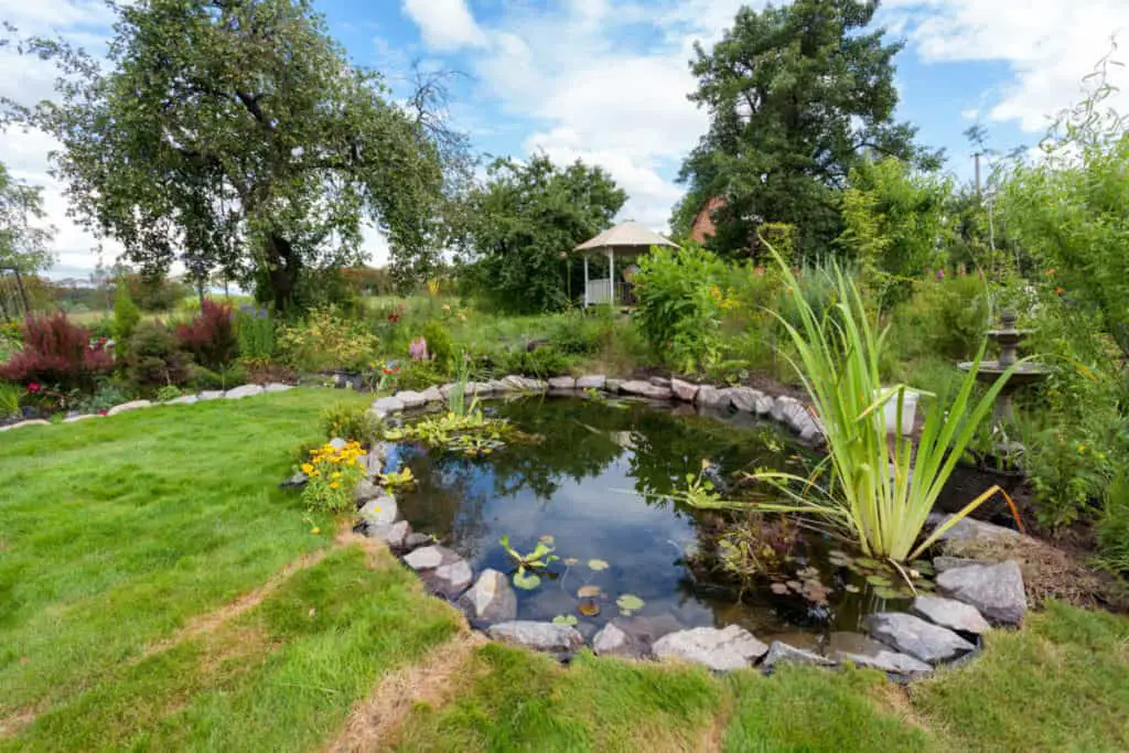 garden pond