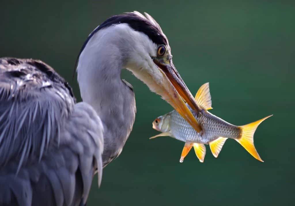 heron eating a fish