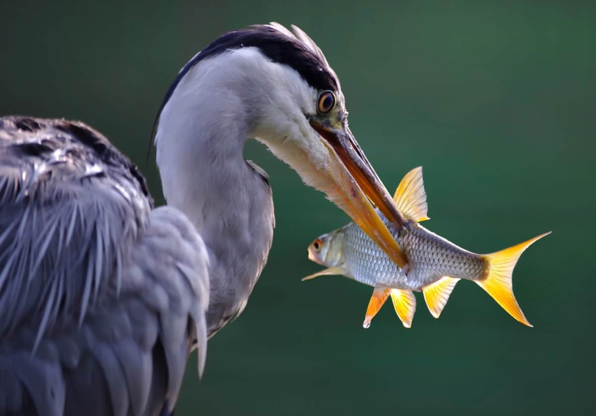 heron eating a fish