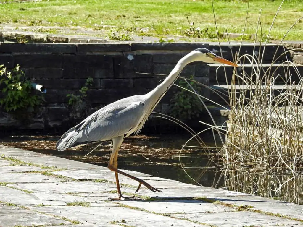 heron and garden pond