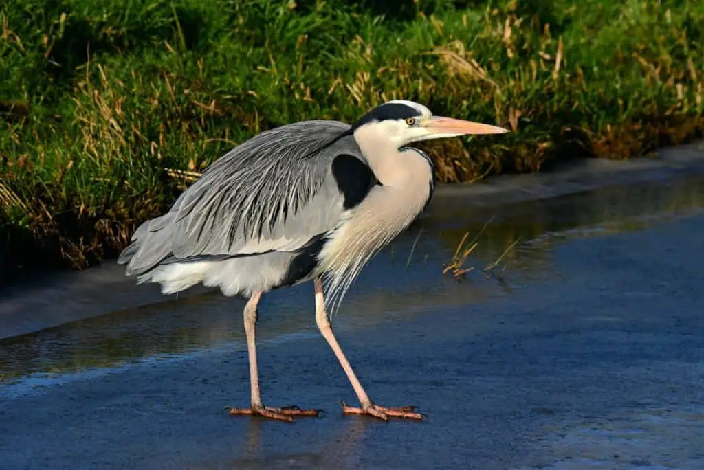 heron on ice