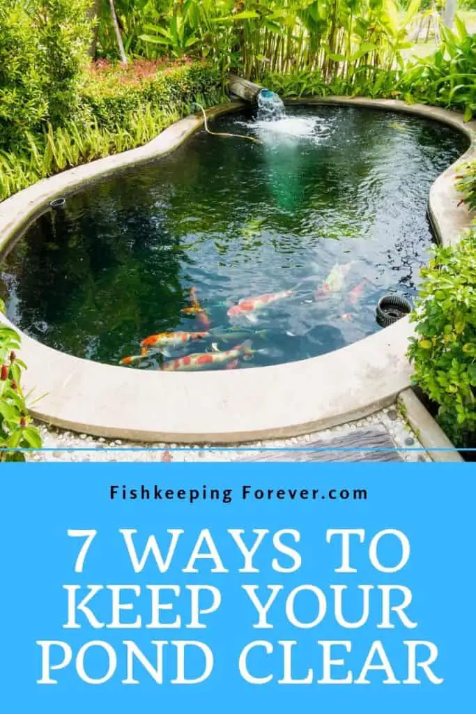 keeping your pond clear