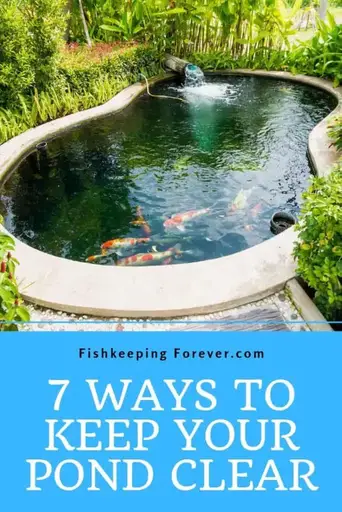 7 Ways To Keep Your Pond Clear, How To Keep Outdoor Fish Pond Clean
