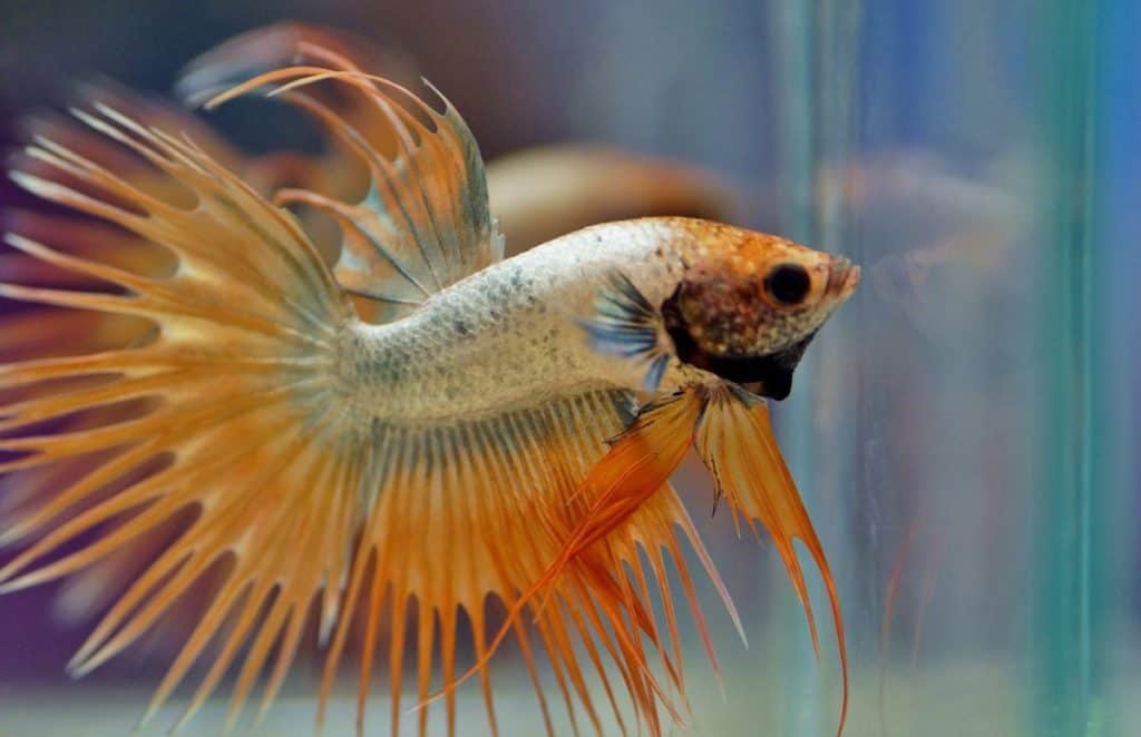 How Long Do Betta Fish Live? What is the lifespan of a Betta