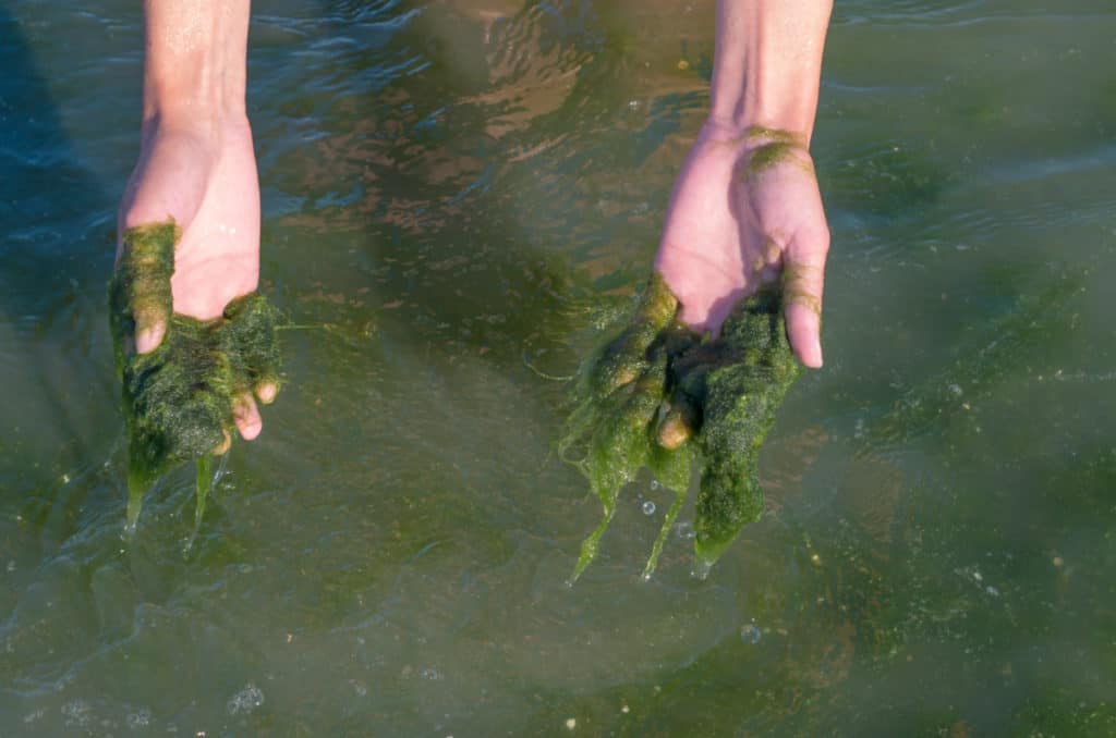 green pond algae