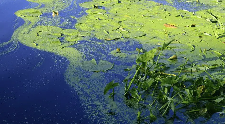 pond algae