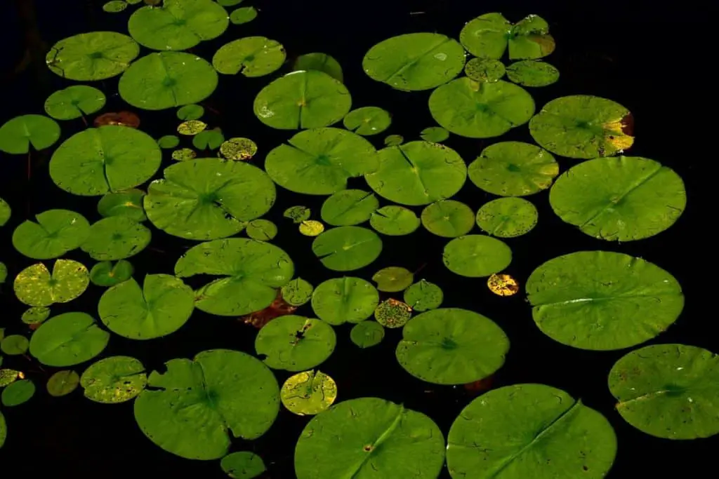 pond plants