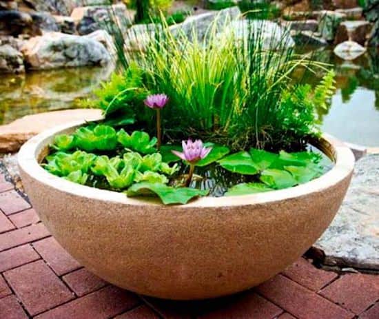 pond in a pot