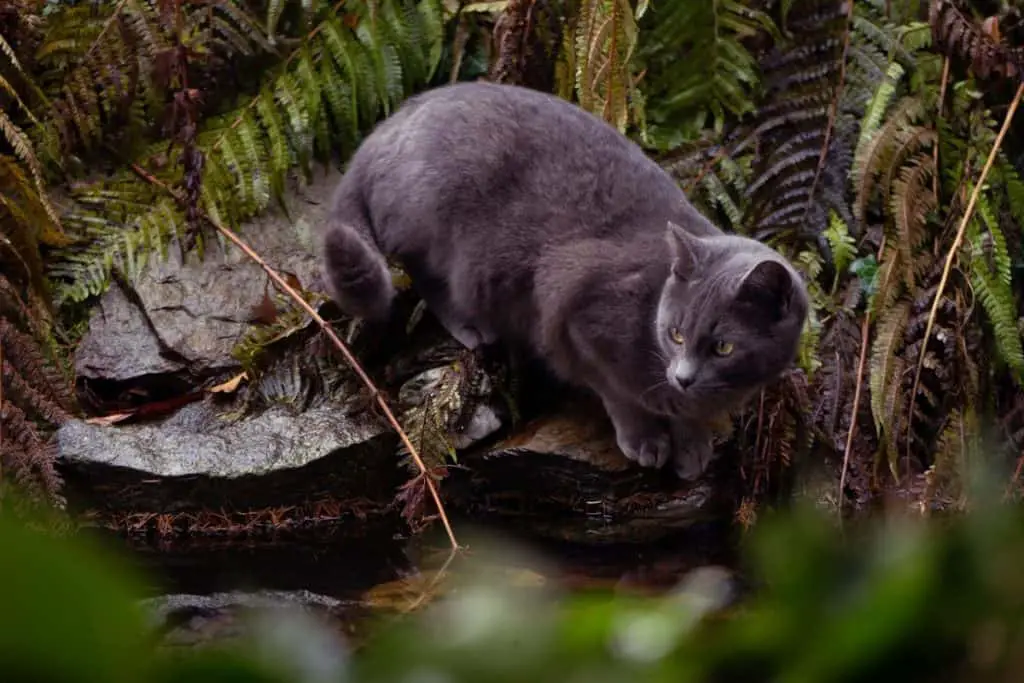 cat and pond