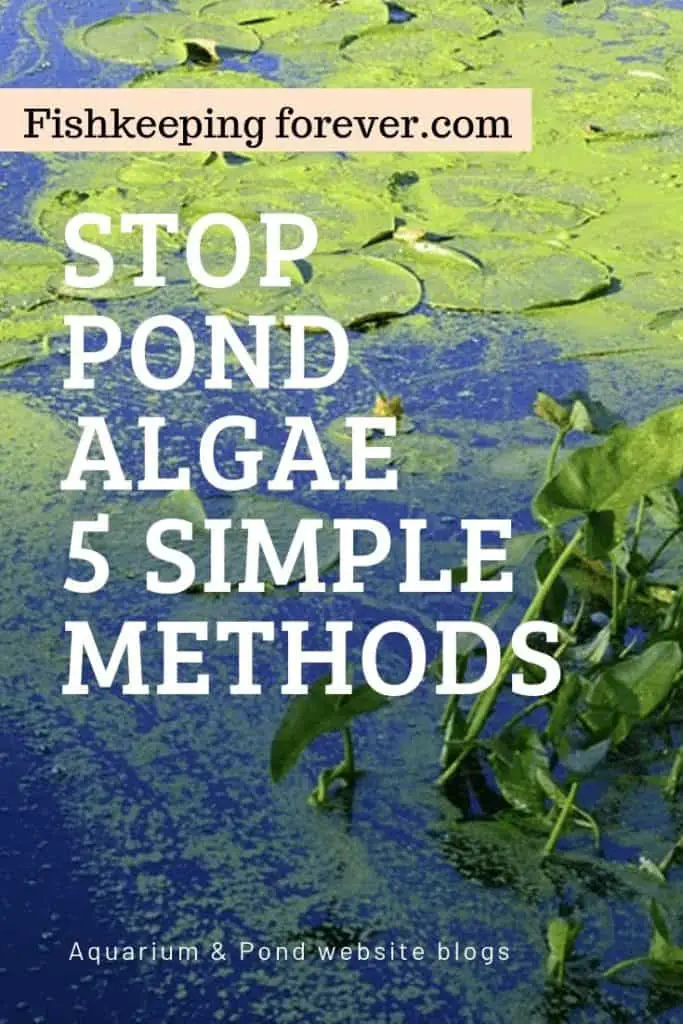 stop pond algae