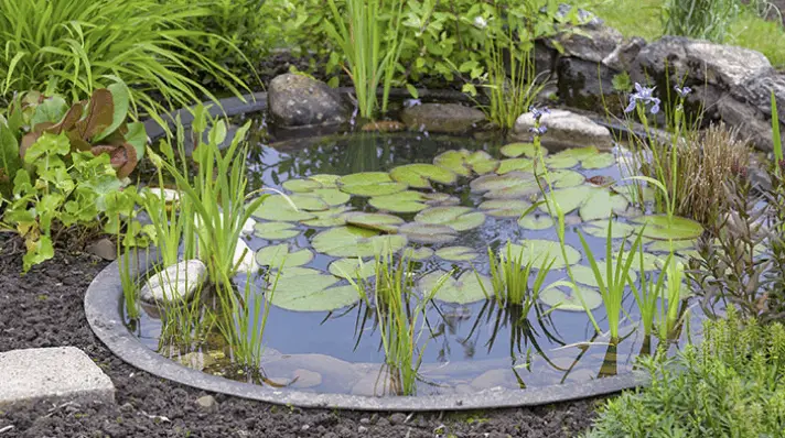 3 Fish Perfect for a Garden Pond!

