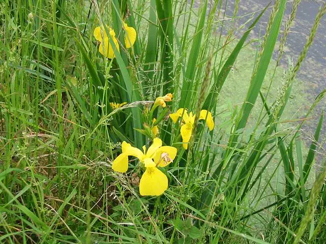 yellow flag iris