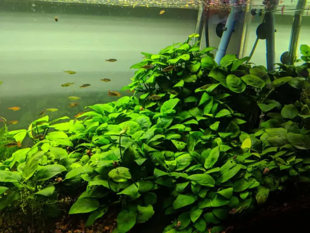 Anubias Nana