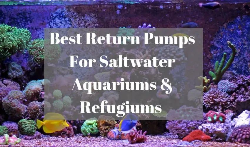 best return pumps for saltwater aquariums