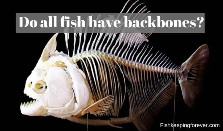 do-all-fish-have-backbones-learn-facts-about-fish-bones-fishkeeping