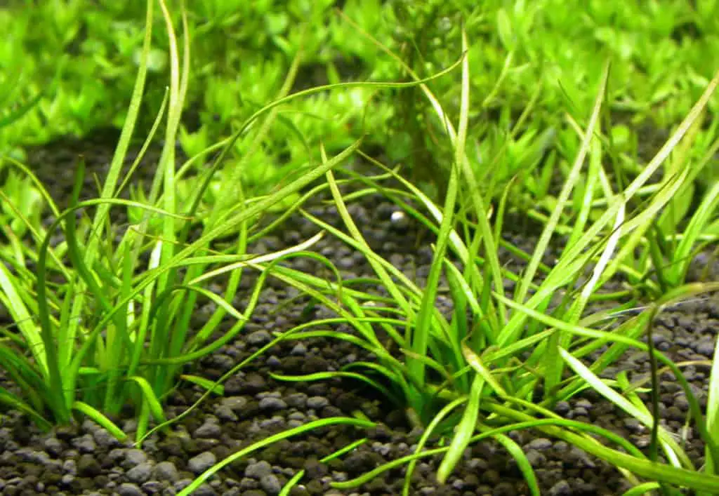 pygmy chain sword plant for freshwater aquariums