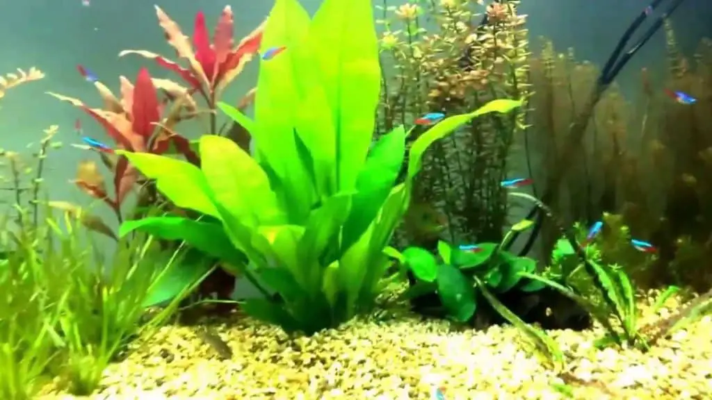 Why are my aquarium plants dying?
