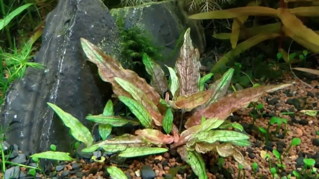 crypto wendtii aquarium plant