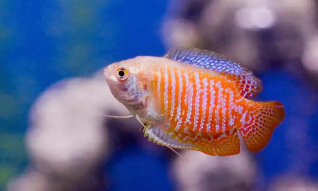 dwarf gourami