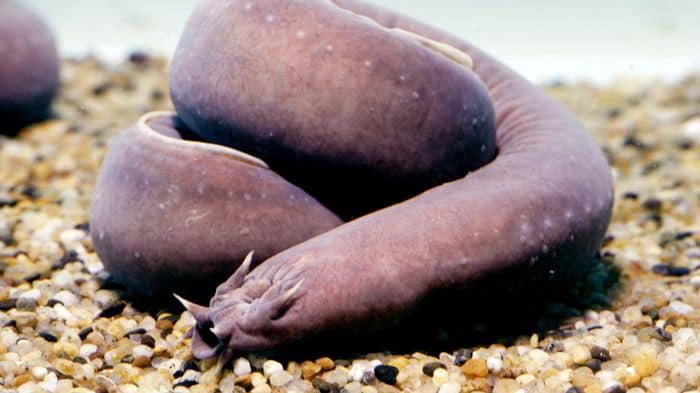 hagfish 