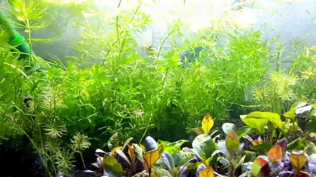 freshwater aquarium plants list