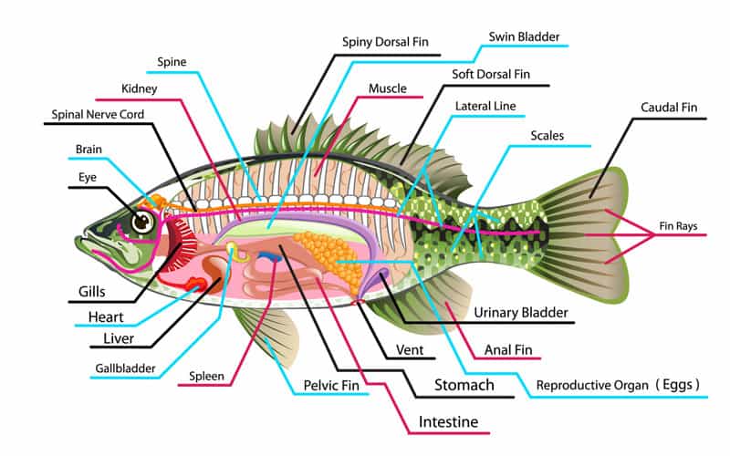 Do All Fish Have Backbones? Learn Facts About Fish Bones