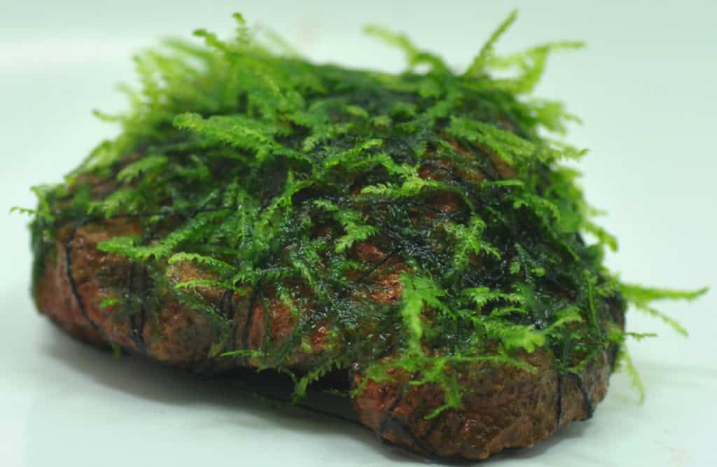 java moss